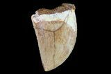 Serrated, Juvenile Carcharodontosaurus Tooth #80676-1